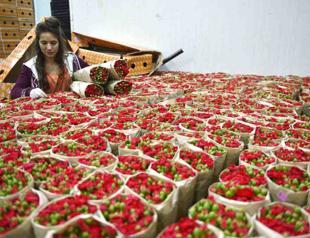 Carnation export revenues may boom with better marketing