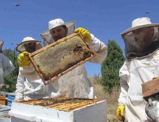 Honey yield plummets amid heavy rainfall