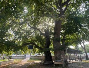 Unique historic tree taken under protection