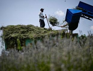 Squeezed out: Bulgaria lavender oil makers fear EU laws