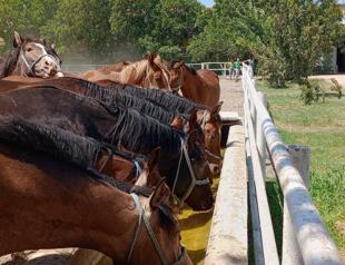 Ministry raises, auctions off purebred Arabian horses