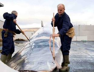 Iceland to resume whaling under stricter conditions