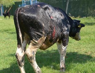 Bull injured in wildfire under treatment in animal farm
