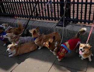 Corgis parade to remember Queen Elizabeth II