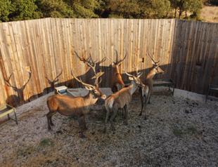 Red deer relocated to Salda Lake area in conservation effort