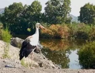 Storks unable to migrate thrive in river delta