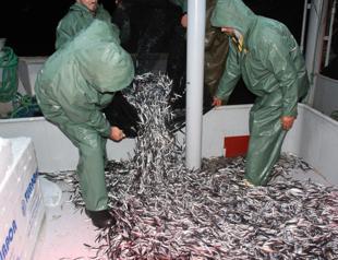 Marmara Seas anchovy abundance doubles