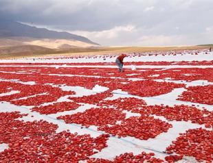 Sun-dried tomatoes exported to European countries