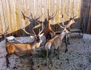 Lawsuit filed for red deer hunting tender