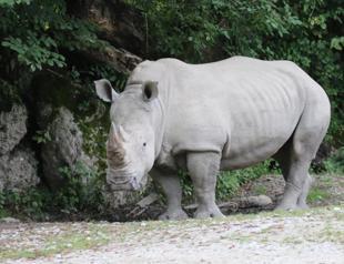 Rhino Latest News, Top Stories - All news & analysis about Rhino