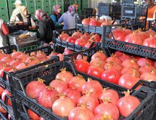 Fruit, vegetable exports exceed $2 billion in eight months