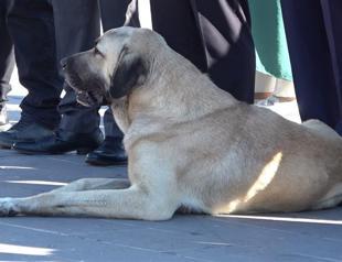 Sterilization gap fuels stray animal issue: Ministry