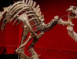 Barry the dinosaur goes on sale in Paris