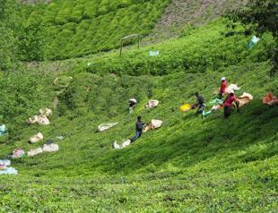 Tea yield decline persists in Black Sea region