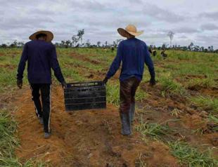 Arson turns Amazon reforestation project to ashes