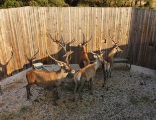 Former tourism minister condemns red deer hunting tender in Bolu