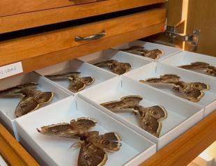 Insect Museum preserves thousands of species