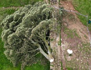 Teen arrested after UK Hadrians Wall Robin Hood tree cut down