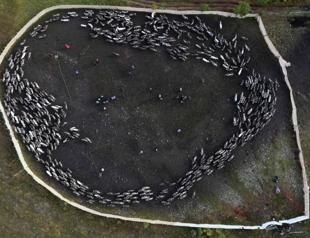 Crossing glaciers and fjords: Norwegian reindeer migrate for winter