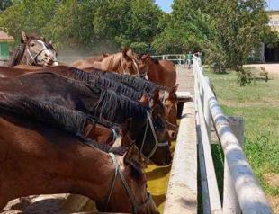 Turkish enterprise sells Arabian foals for 22 mln liras