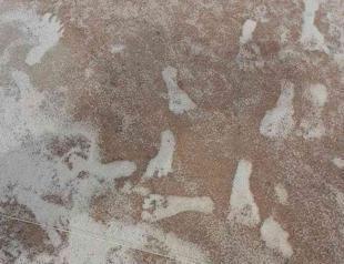 Footprints in New Mexico oldest sign of humans in Americas: Research