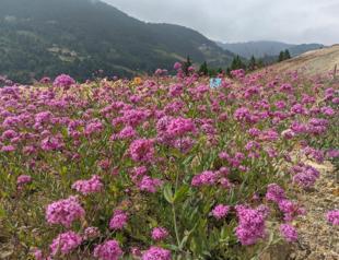 Project launched to regreen old mine sites