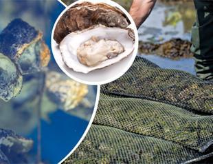 Türkiye gears up to launch oyster farming