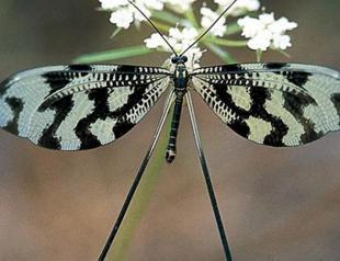 Intl bio-traffickers face 5.6 mln liras fines since 2007