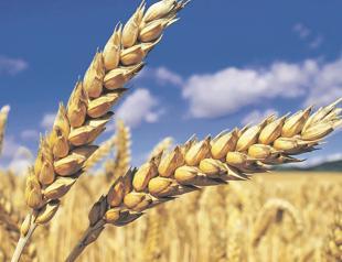 Disasters cause $3.8 tln in crop loses over 30 years: FAO