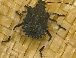 Black Sea region faces threat of invasive brown skunk