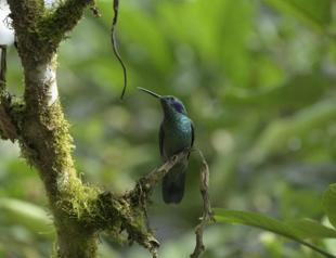 To find out how wildlife is doing, scientists try listening