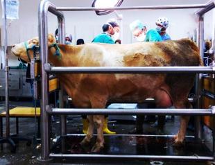 Samsun animal hospital sees surge in cases