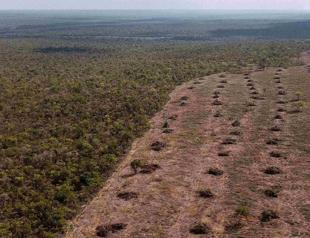 World failing on pledge to stop deforestation by 2030
