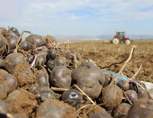 Cultivation of purple potatoes expands in Anatolia