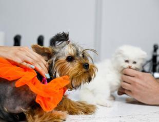 Antalya pet owners seek insurance amid rising vet costs