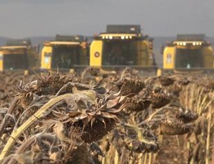 Drought-resilient seeds alleviate sunflower crisis