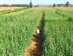 Seed sowing postponed due to lack of rain