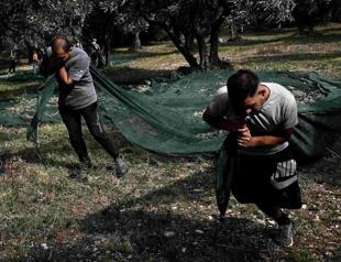 Italys olive growers lament poor harvests from extreme weather