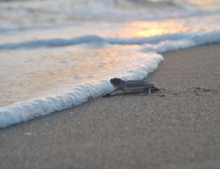590,000 sea turtles reach sea in Türkiye this year