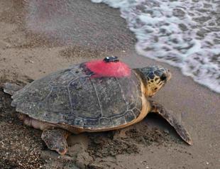 Healed loggerhead turtle embarks on epic 28,000-km journey