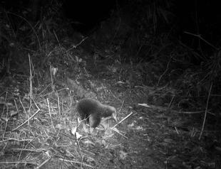 Elusive Attenborough echidna rediscovered in Indonesia