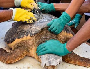 Endangered sea turtles get second life at Tunisian center