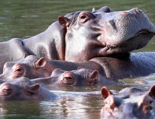 Colombia begins sterilization of Pablo Escobar’s hippos