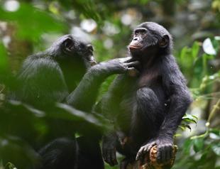 Bonobo study offers clues into early human alliances