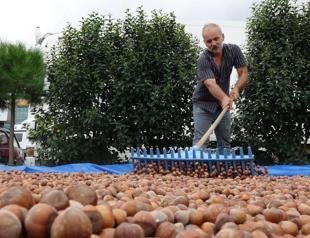 Expert suggests planting hazelnuts at higher altitudes