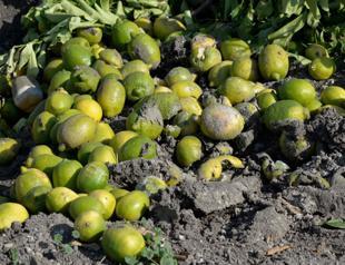 Citrus farming stuck between unsold produce, rising costs