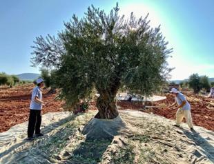 Olive oil producers expect no supply problems