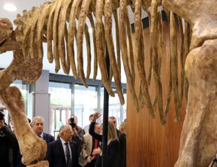 Millions of years old fossils on display