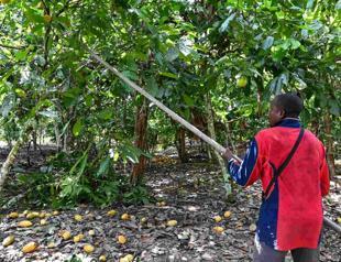 Top producer Ivory Coast fears for cocoa output after rains