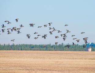 Kabaklı Pond hosts thousands of migratory birds
